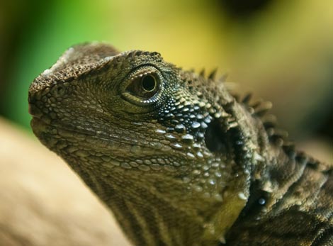 Mobile Wildlife Encounters for hire Brisbane