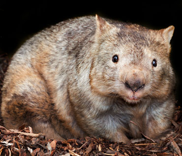 Wildlife Encounters for hire Brisbane