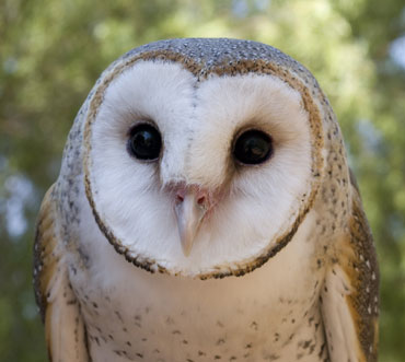 Wildlife Encounters for hire Brisbane