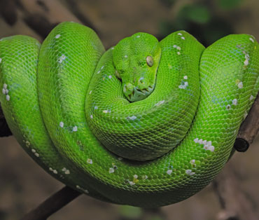 Wildlife Encounters for Hire Brisbane