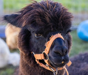 Petting Zoo for hire Brisbane