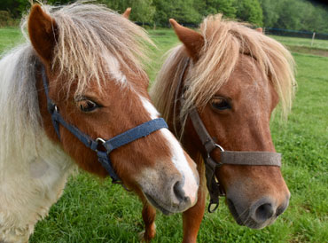 Pony Rides for hire Brisbane