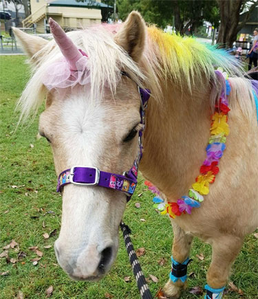 Pony Rides for hire Brisbane